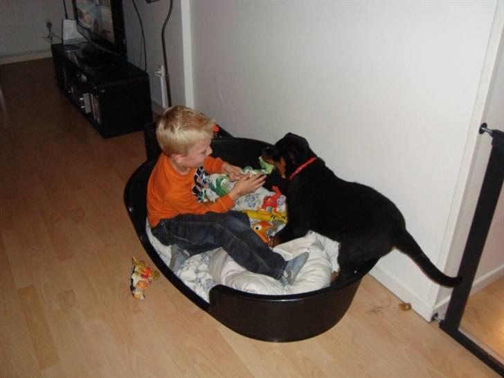 Rottweiler Pippi billede 3