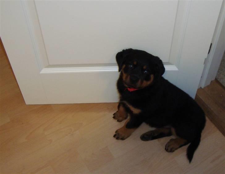 Rottweiler Pippi billede 4