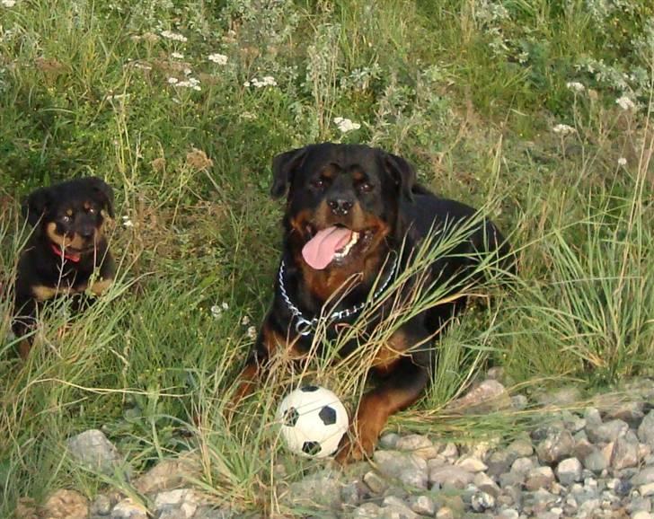 Rottweiler Pippi billede 5