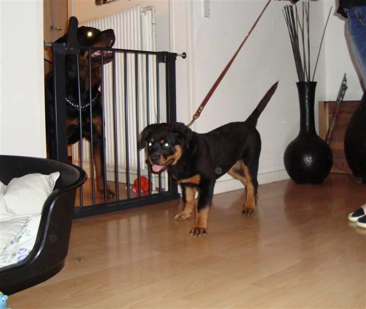 Rottweiler Pippi billede 7