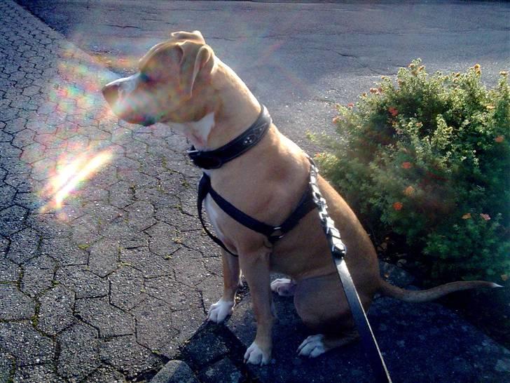 Amerikansk staffordshire terrier Tiesto - Taget idag med mor :) Den 8/10.. billede 18