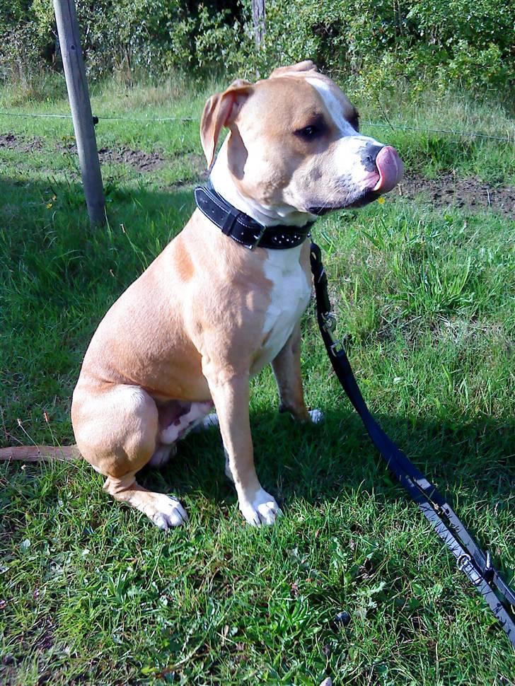 Amerikansk staffordshire terrier Tiesto billede 19