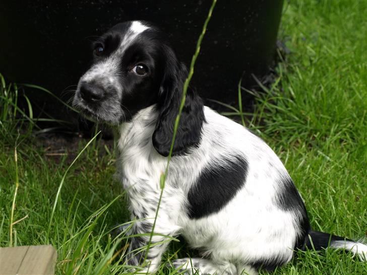 Cocker spaniel Chianti aka Banditten - Såååååå fin billede 20