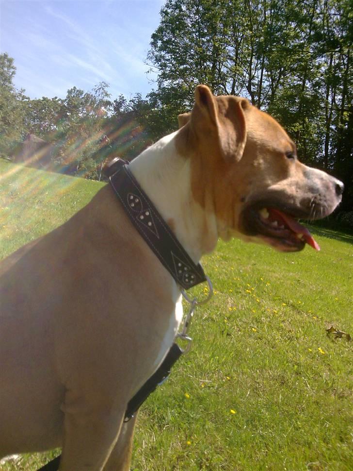 Amerikansk staffordshire terrier Tiesto billede 20