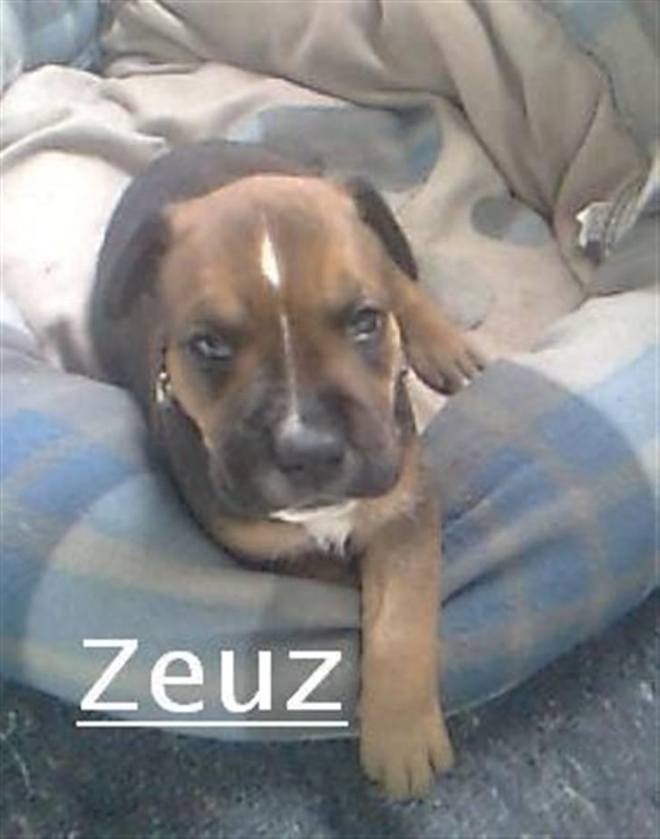 Blanding af racer spike - billeder fra inden jeg fik ham der hed han zeuz billede 9