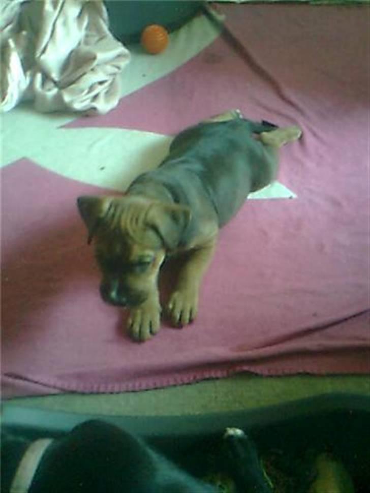 Blanding af racer spike billede 10