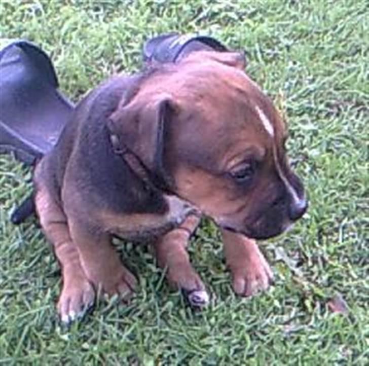 Blanding af racer spike billede 11