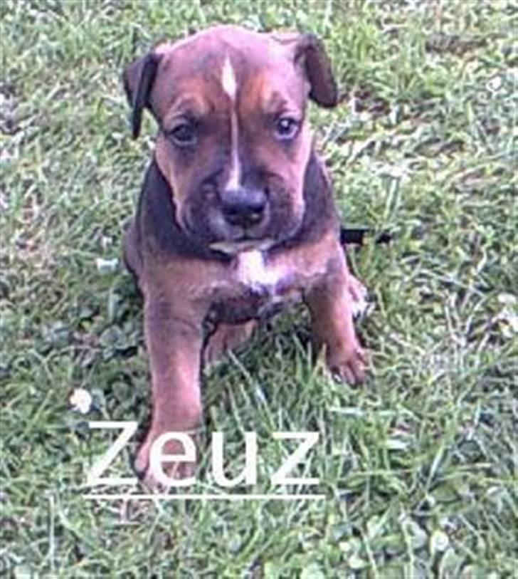 Blanding af racer spike billede 12