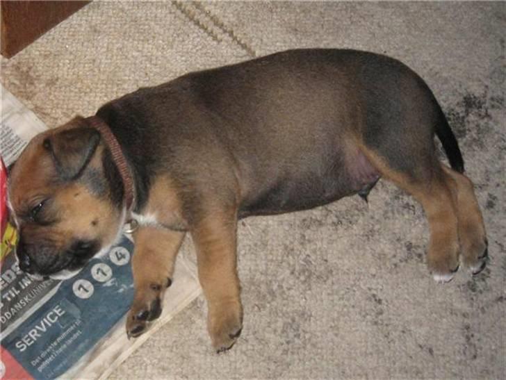 Blanding af racer spike - sovetryne billede 13