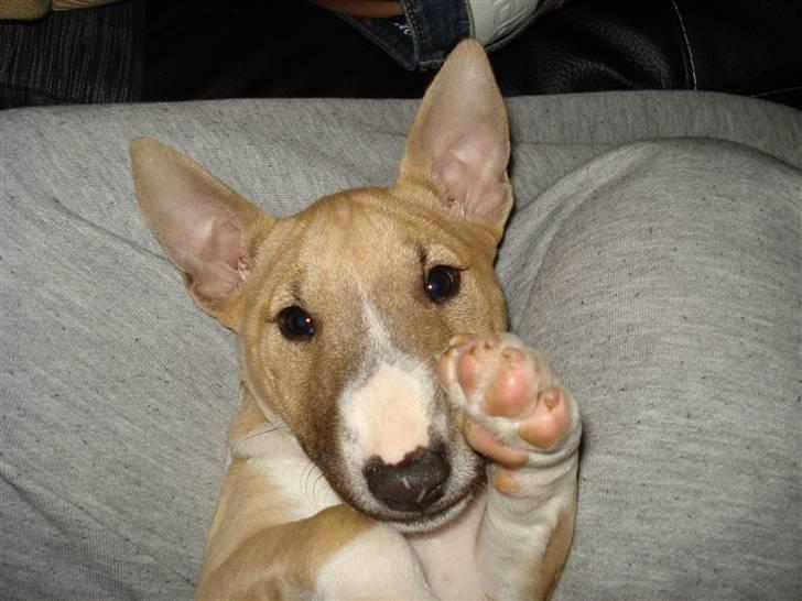 Bullterrier miniature Kaya - Baby min <3 billede 1