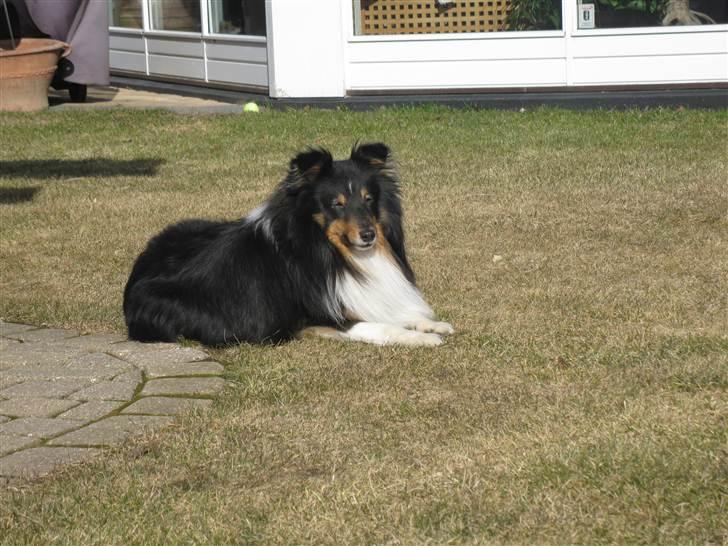 Shetland sheepdog coco - velkommen til cocos profil billede 1