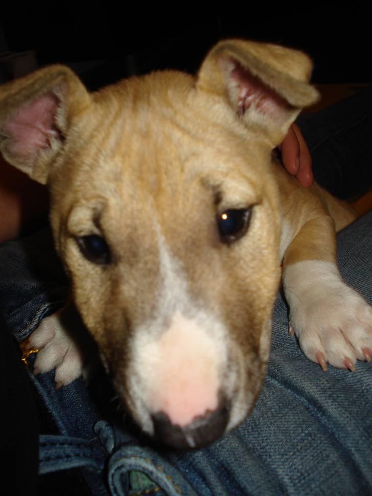Bullterrier miniature Kaya billede 2