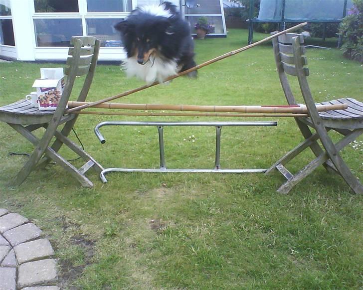 Shetland sheepdog coco - coco springer ude i haven billede 2