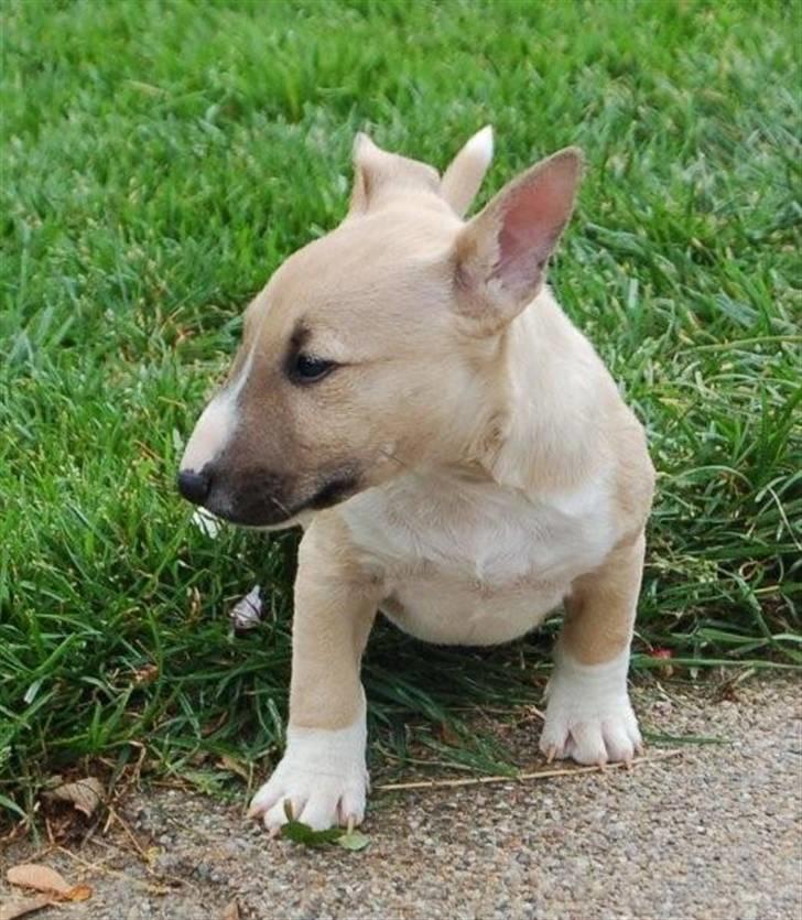 Bullterrier miniature Kaya - Kaya 7 uger billede 3