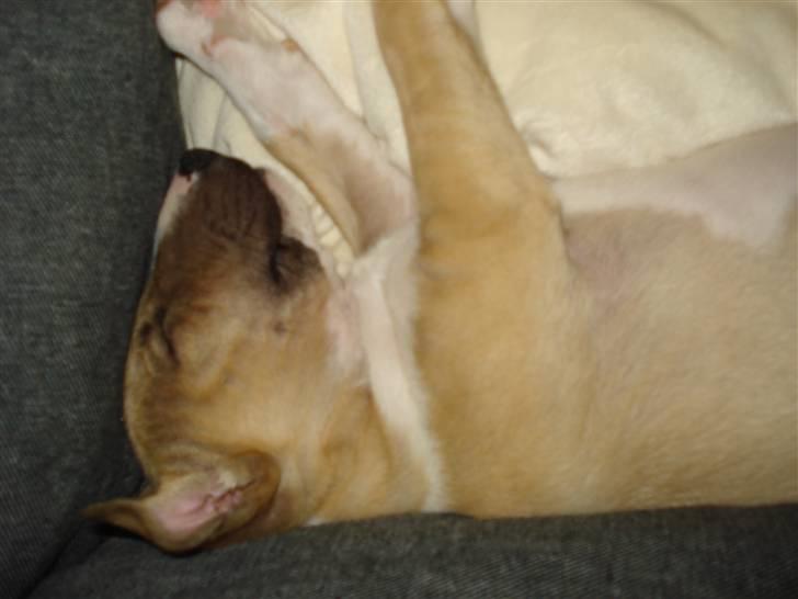 Bullterrier miniature Kaya - Helt træt efter den lange tur hjem billede 4