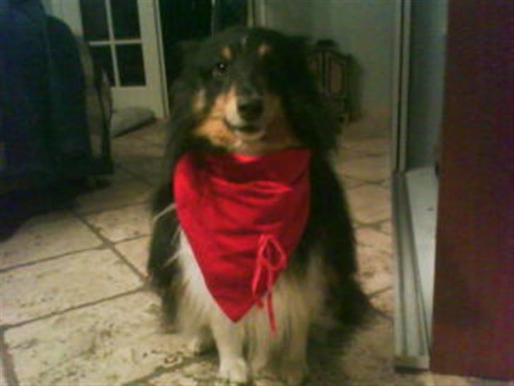 Shetland sheepdog coco - han har halstørklæde på billede 3