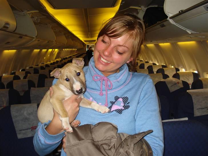 Bullterrier miniature Kaya - Kaya på vej hjem i fly billede 5