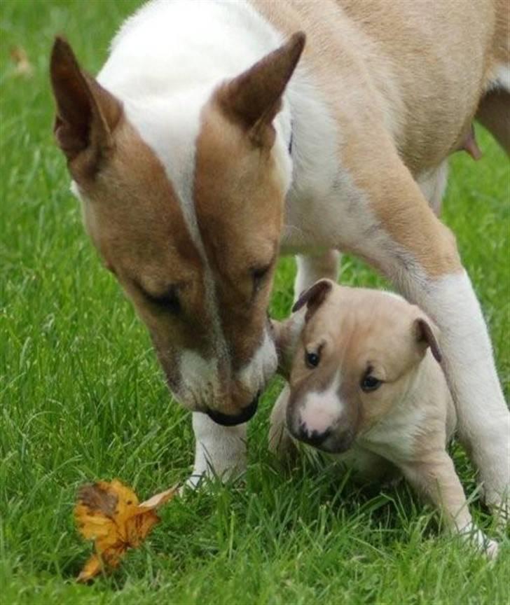 Bullterrier miniature Kaya billede 6