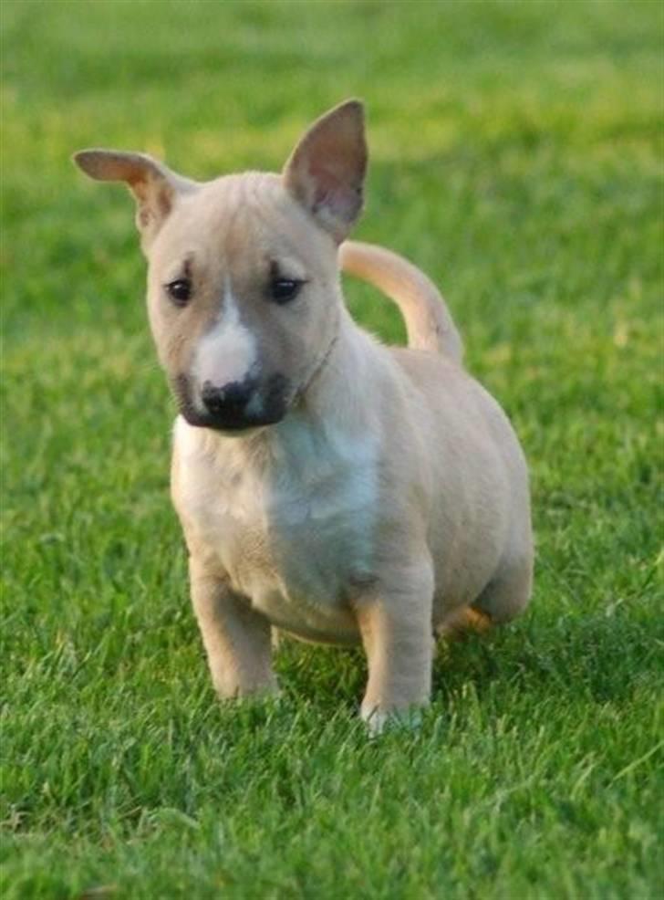 Bullterrier miniature Kaya - Kaya 7 uger billede 7