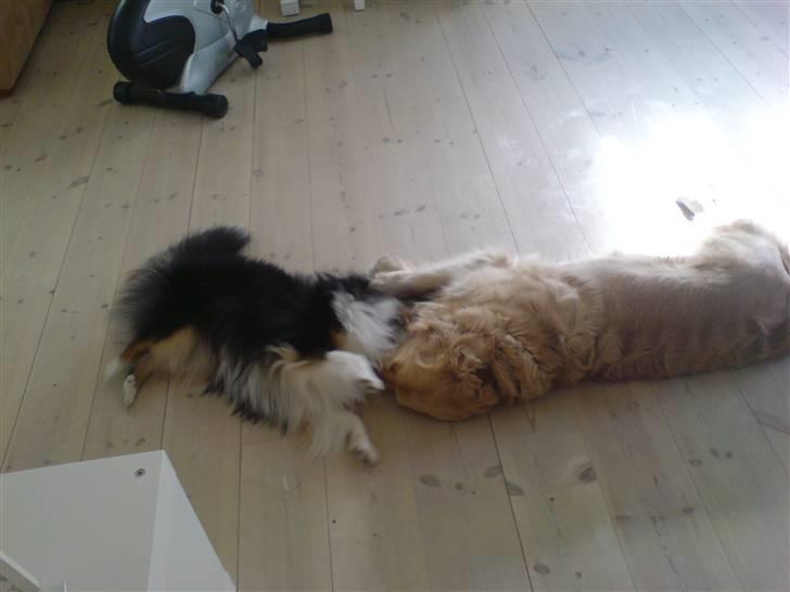 Shetland sheepdog coco - coco og bertram lejer sammen billede 4
