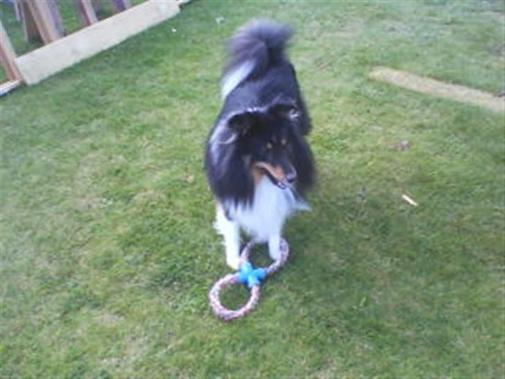 Shetland sheepdog coco - coco lejer ude i haven billede 5