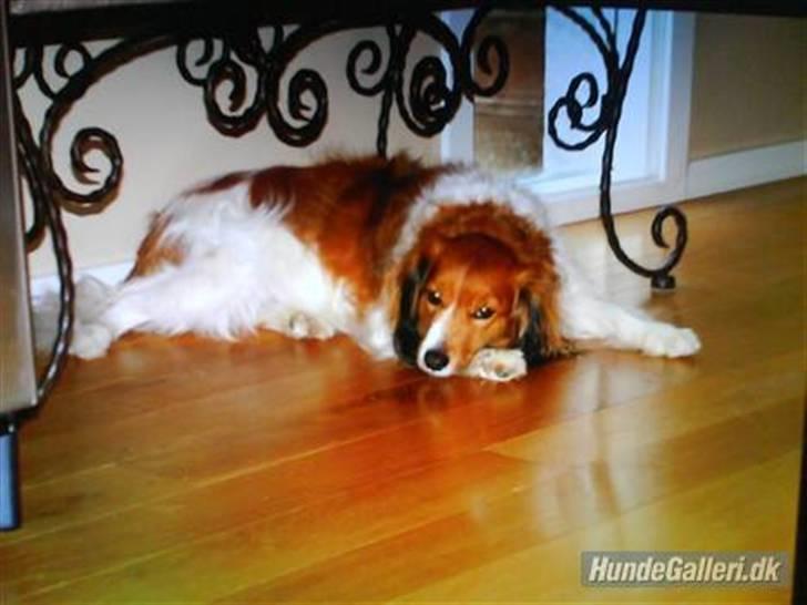 Kooikerhondje Mickey - velkommen til mickeys profil!!    billede 1