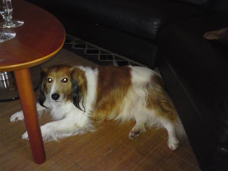 Kooikerhondje Mickey billede 2