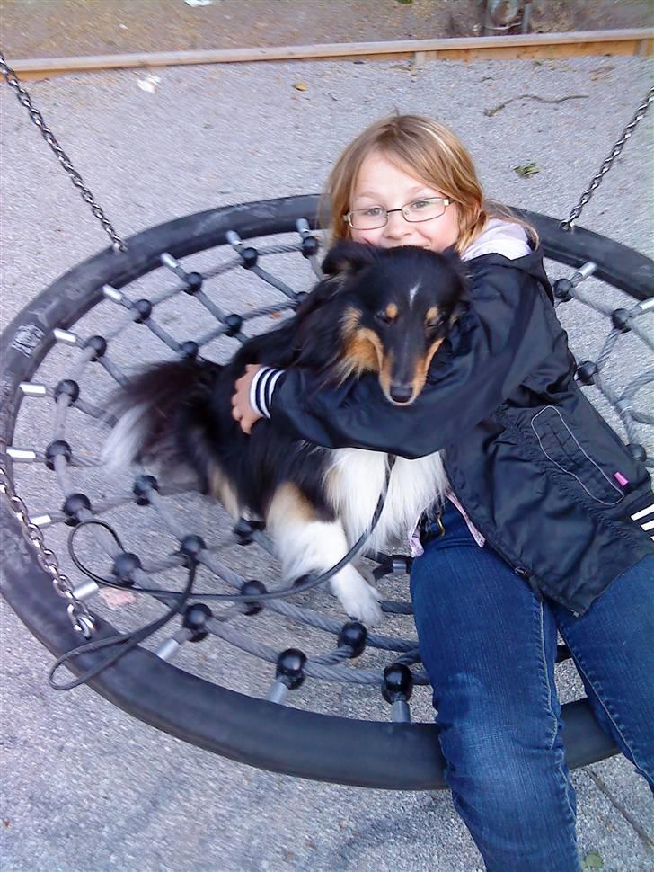 Shetland sheepdog coco - mig og coco på leje plassen billede 6