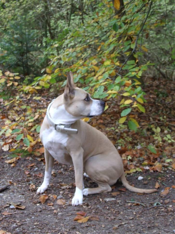 Amerikansk staffordshire terrier Xena - en tur i skoven i oktober ´09 billede 20