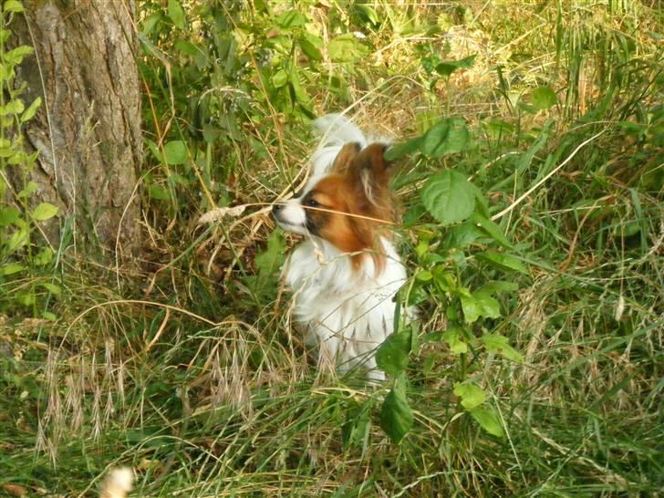 Papillon Swettie - 10 mdr. billede 1