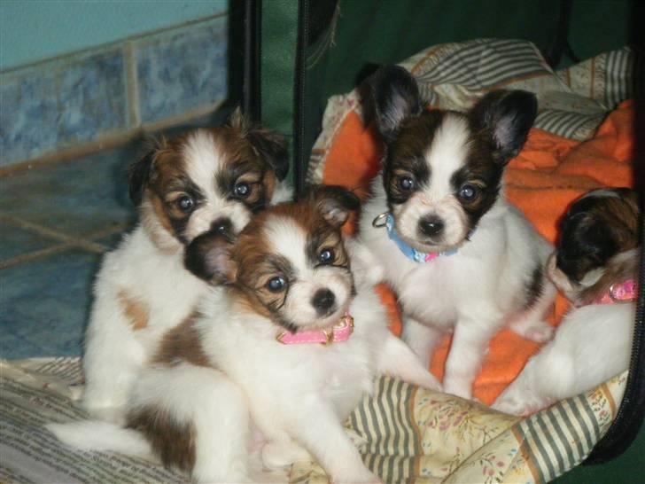 Papillon Swettie - Sweetie er den foreste,  4 enhalv uge billede 2