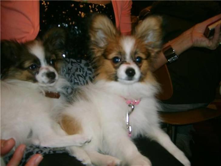 Papillon Swettie - Sammen med søster, Bertha til udstilling, 1312-09 billede 3