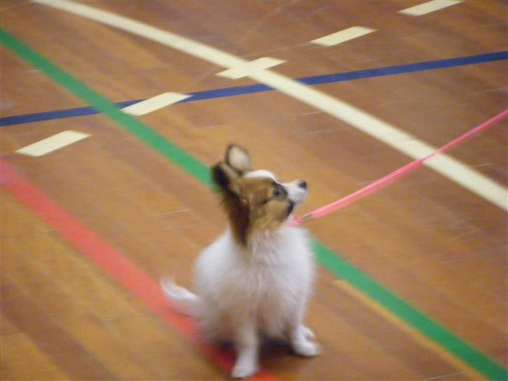 Papillon Swettie - Udstilling, 1312-09 billede 4