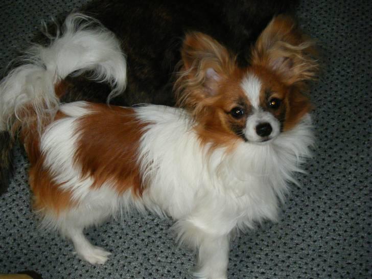 Papillon Swettie - 9 mdr billede 5