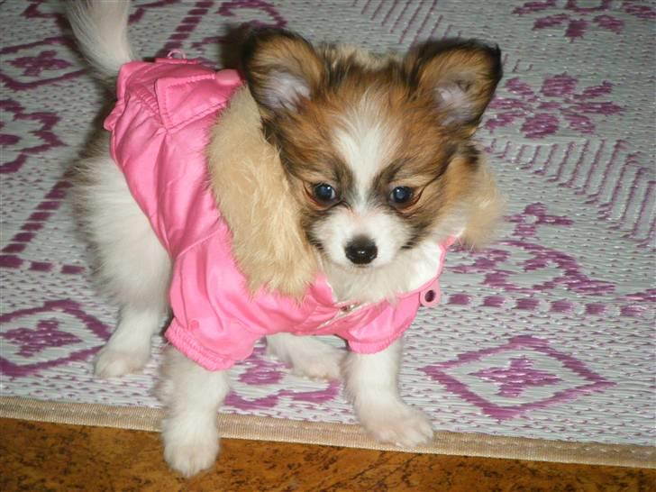 Papillon Swettie - 9 uger. billede 6