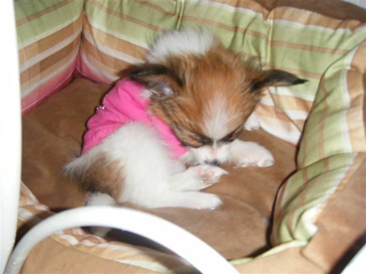 Papillon Swettie - Ræveungen  9 uger. billede 7