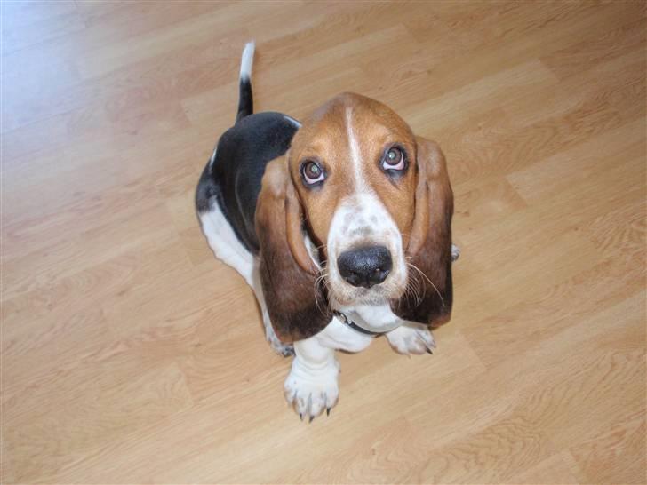 Basset hound Walter - Hvem kan stå for de øjne? billede 1