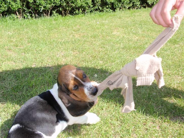 Basset hound Walter billede 2