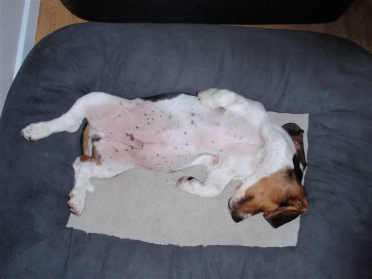 Basset hound Walter - Tja billedet siger jo det hele :-) billede 3