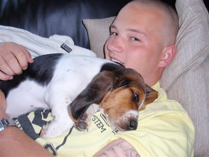 Basset hound Walter - På billedet er Walter omkring 10 uger, og den vane har han holdt ved så det begynder så småt at blive lidt problematisk når han vejer 25 kg :-) billede 4