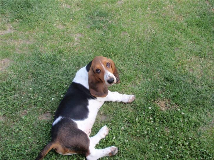 Basset hound Walter billede 5