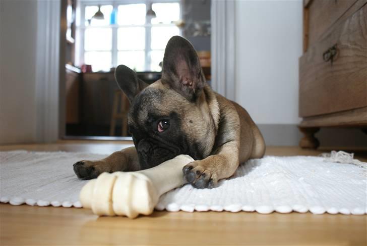Fransk bulldog R.I.P. Balou 2013 - 3 år - 4 mdr billede 2