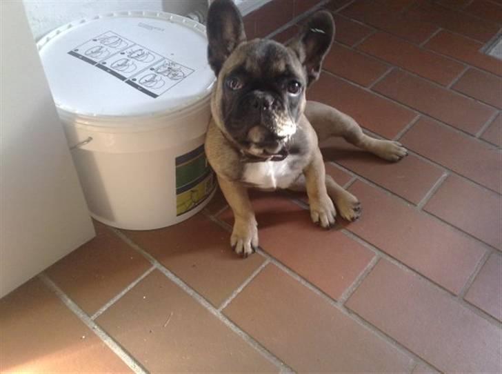 Fransk bulldog R.I.P. Balou 2013 - 3 år billede 3