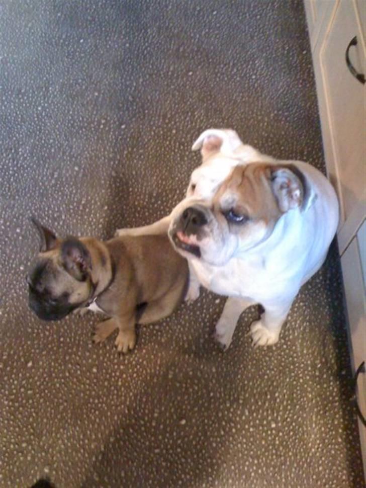 Fransk bulldog R.I.P. Balou 2013 - 3 år billede 4