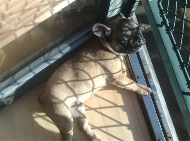 Fransk bulldog R.I.P. Balou 2013 - 3 år billede 5