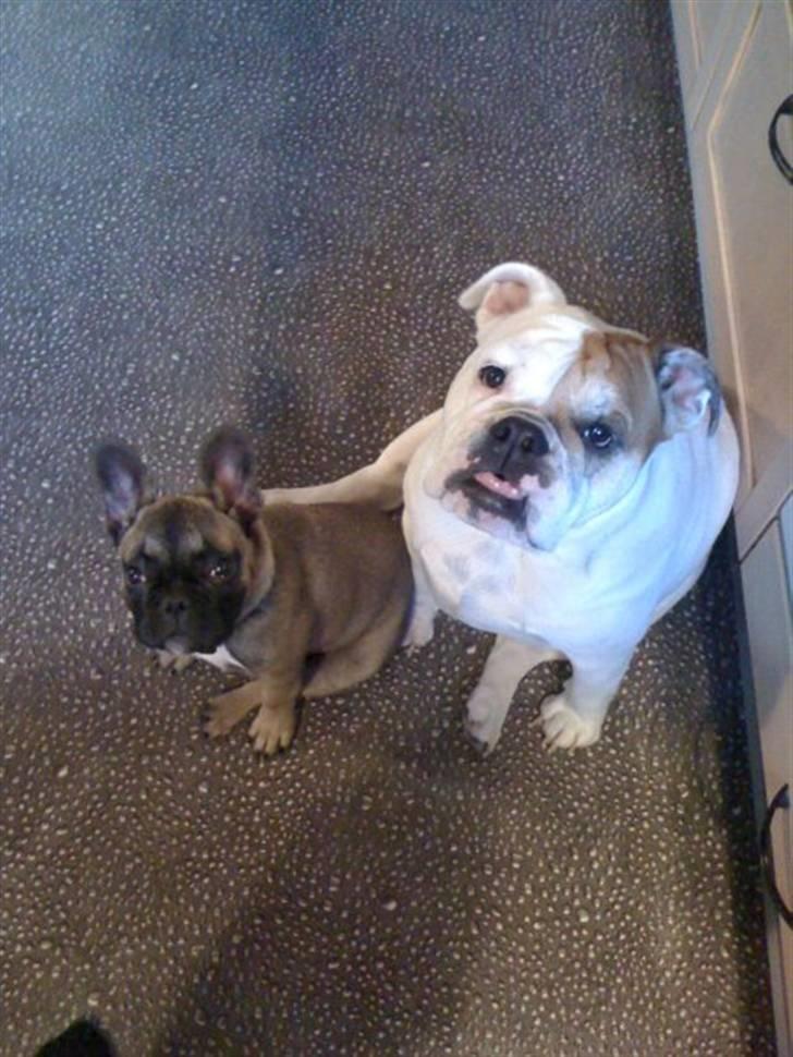 Fransk bulldog R.I.P. Balou 2013 - 3 år billede 6