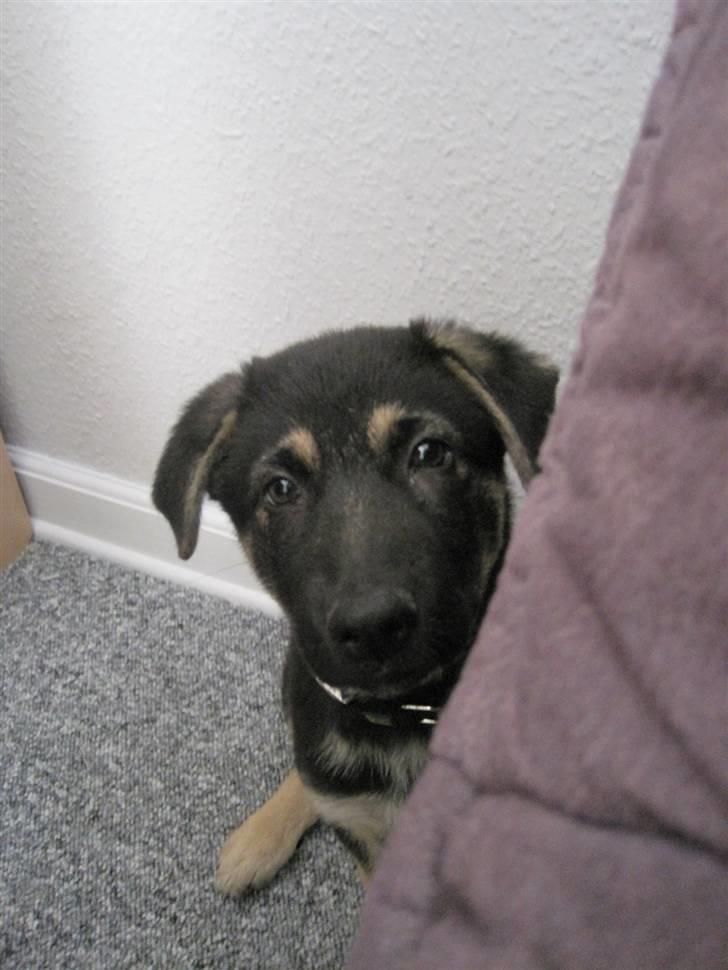 Schæferhund Marko billede 3