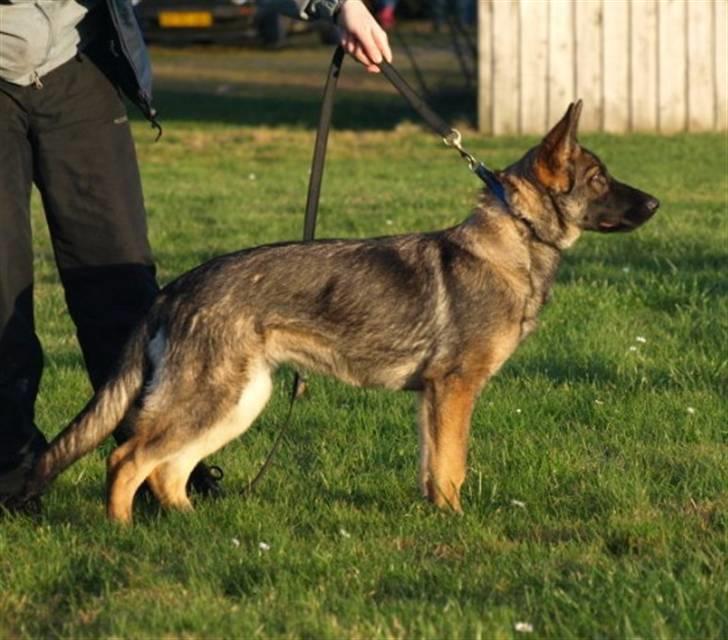 Schæferhund Cartagena Hollie - Tak til Malene Pedersen for billedet billede 1