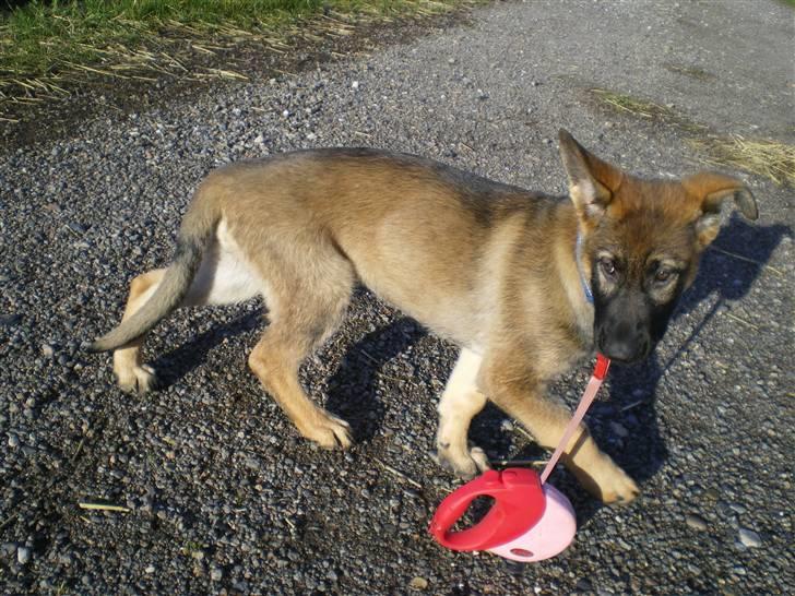 Schæferhund Cartagena Hollie billede 2