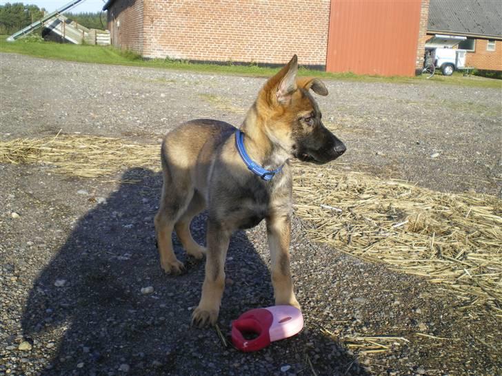 Schæferhund Cartagena Hollie billede 3